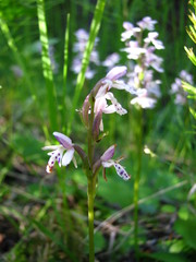 Galearis rotundifolia