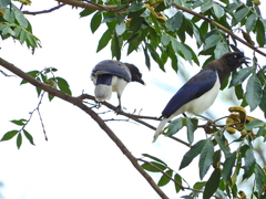 Cyanocorax cristatellus