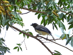 Cyanocorax cristatellus