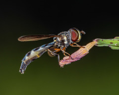 Pelecinobaccha costata