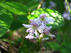 Galearis rotundifolia