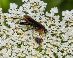 Exetastes fornicator