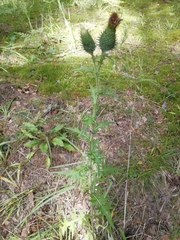 Cirsium vulgare