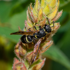 Parancistrocerus pensylvanicus