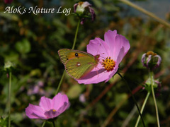 Colias fieldii