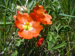 Sphaeralcea coccinea coccinea