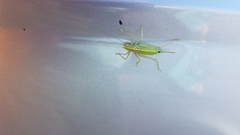 Meconema meridionale