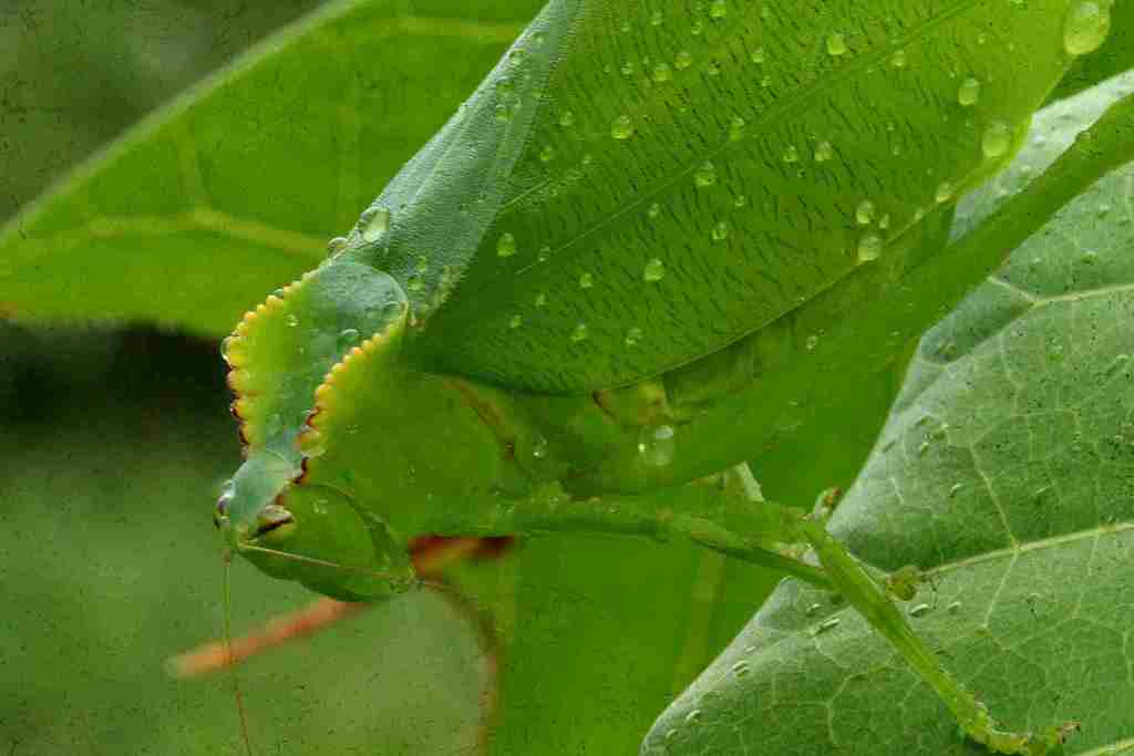 Eupeucestes