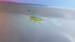 Meconema meridionale