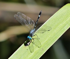 Micrathyria hypodidyma