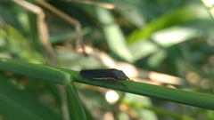 Homalodisca insolita