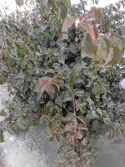 Magnoliopsida