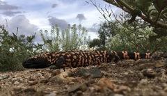 Heloderma suspectum suspectum