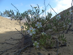 Cristaria integerrima