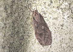 Semioscopis aurorella
