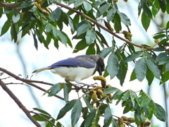 Cyanocorax cristatellus