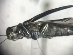 Agrilus granulatus