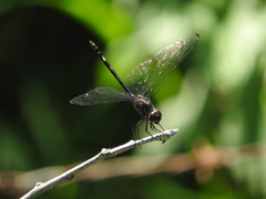 Dythemis