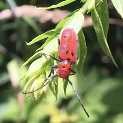 Tetraopes tetrophthalmus
