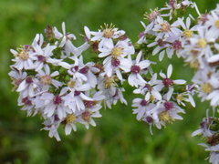 Symphyotrichum cordifolium