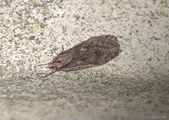Semioscopis aurorella