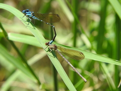 Argia rhoadsi