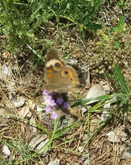 Junonia coenia