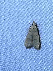 Dichomeris punctidiscellus