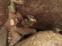 Juga plicifera