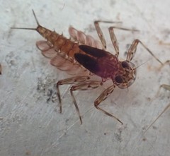 Epeorus longimanus