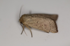 Leucania pseudargyria