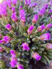 Antimima piscodora