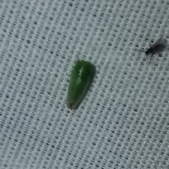 Hyalojassini