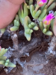 Antimima piscodora