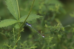 Lestes unguiculatus