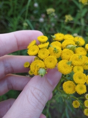 Rhopalomyia tanaceticola