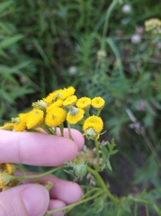 Rhopalomyia tanaceticola