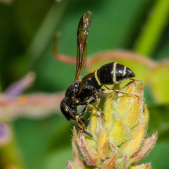 Parancistrocerus pensylvanicus