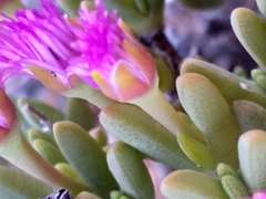 Antimima piscodora