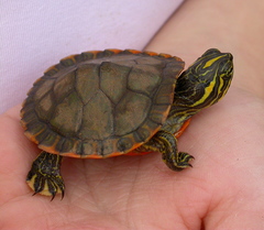 Alabama Red-Bellied Turtle photo 4