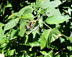 Micrathyria hypodidyma