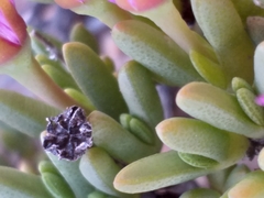 Antimima piscodora