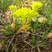 Sedum lanceolatum lanceolatum - Photo (c) Sarah Vinge-Mazer, some rights reserved (CC BY-NC-SA), uploaded by Sarah Vinge-Mazer