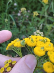 Rhopalomyia tanaceticola