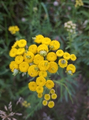 Rhopalomyia tanaceticola