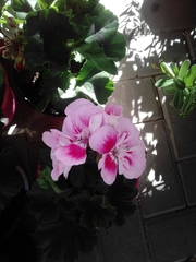 Pelargonium