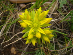 Sedum lanceolatum lanceolatum