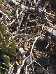 Aspidoscelis scalaris