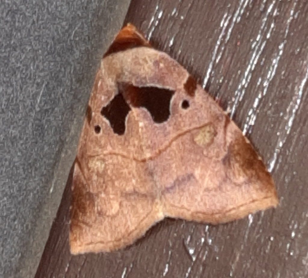 Lephana muffula