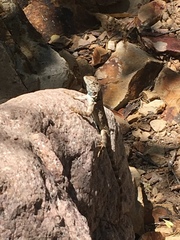 Sceloporus merriami